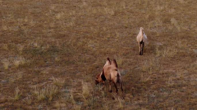 4K60P草原吃草的骆驼羊群奔跑航拍