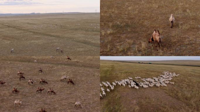 4K60P草原吃草的骆驼羊群奔跑航拍