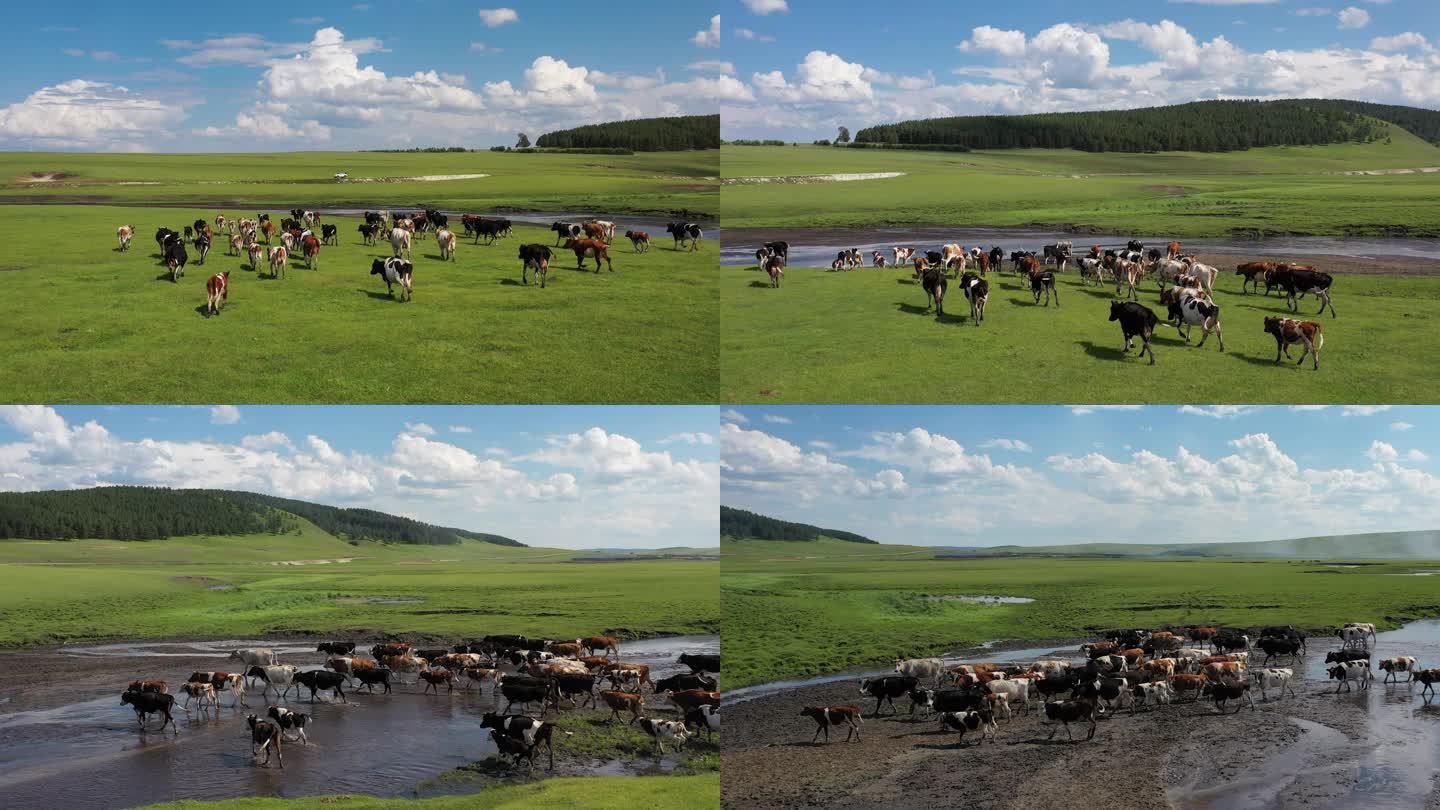 羊群 内蒙古草原 牛群 草原