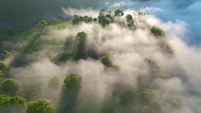 航拍云雾缭绕的茶山