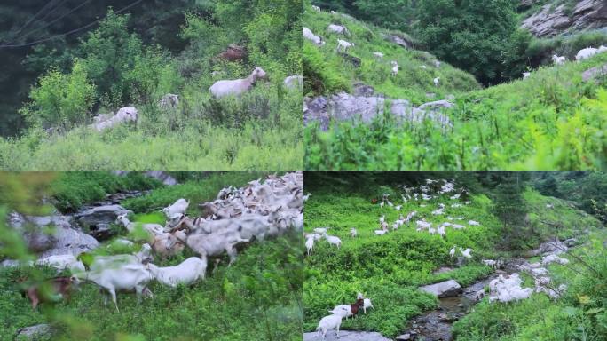 牧场；山羊；山地