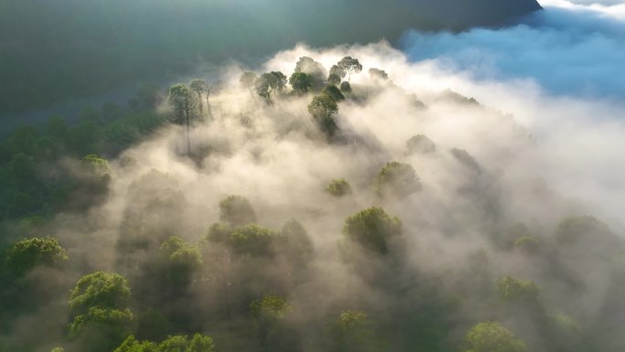 航拍云雾缭绕的茶山