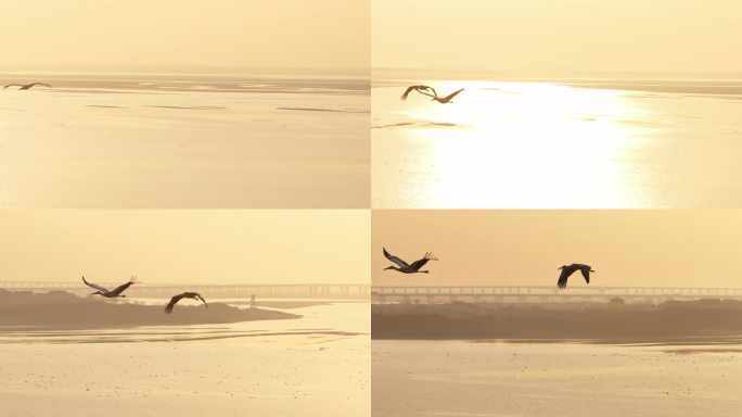 航拍江西鄱阳湖日落湖面的候鸟