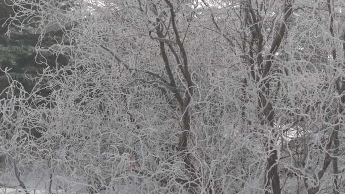 航拍威海双岛烟墩西山红叶林冬季雪后景观