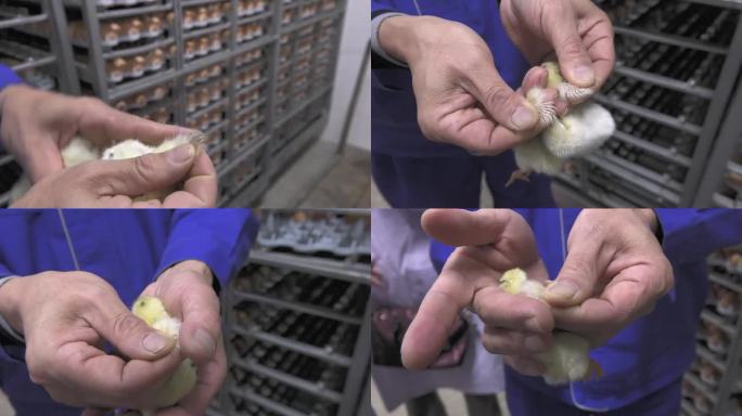 刚孵化的小鸡 雏鸡 鸡苗雌雄鉴别方法
