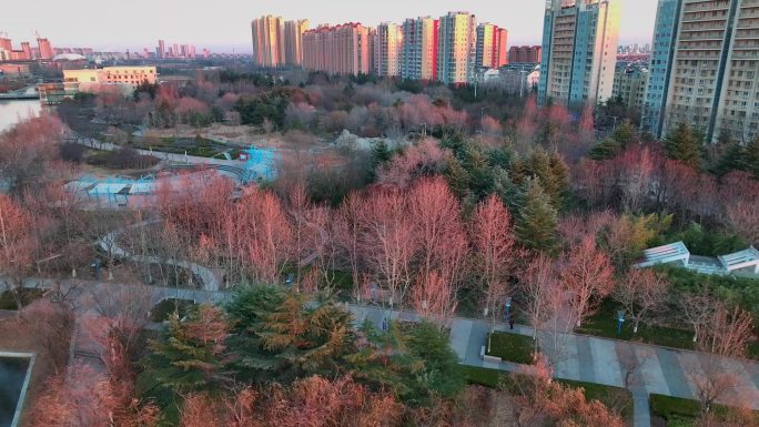 胶州三里河公园冬日夕阳景观