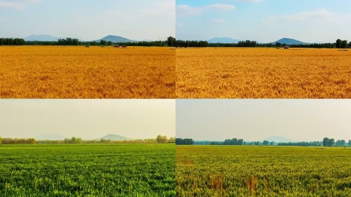 麦子成熟的过程、麦田由青变黄延时视频合集