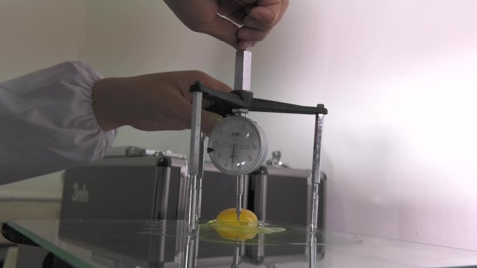 种蛋测量 不同密度溶液量杯 观察鸡蛋悬浮