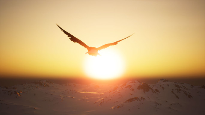 老鹰飞过雪山成功跨越