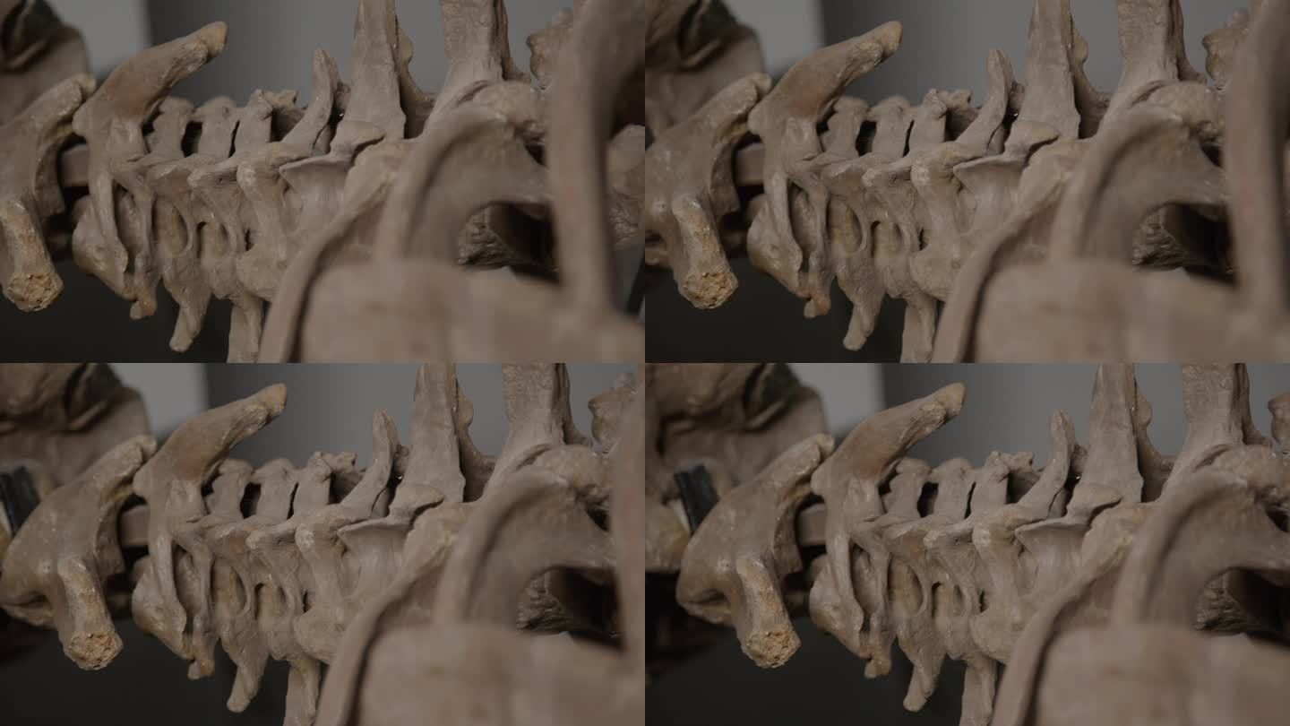 水龙骨架——水生恐龙化石近距离脊椎