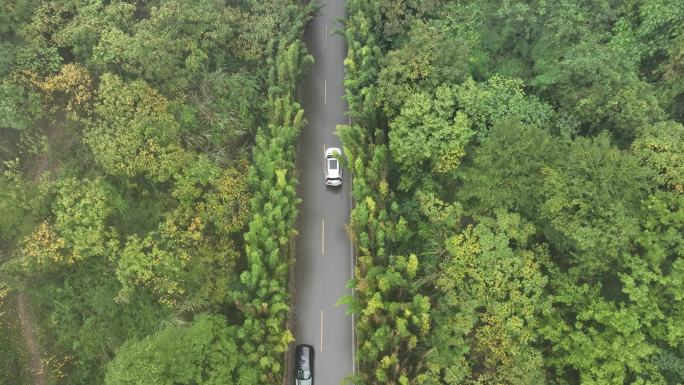 雨中成都竹艺村  竹子道路