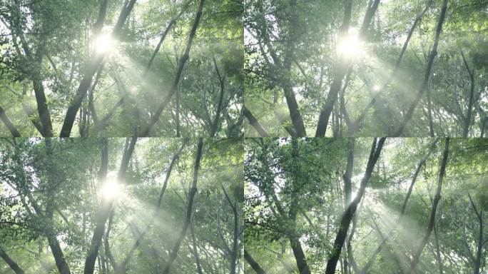 雨后森林的丁达尔光线