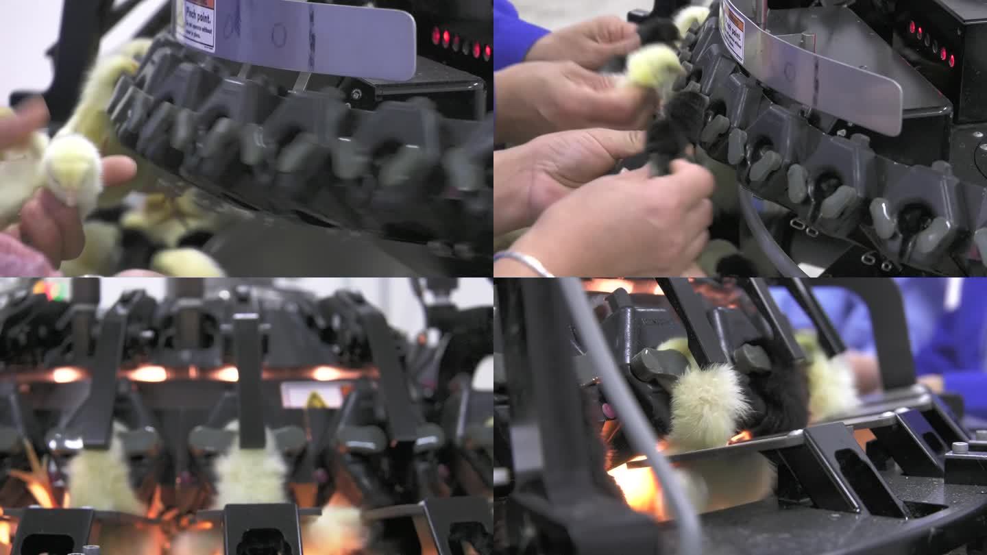 雏鸡 机器打针 注射疫苗 健康的小鸡