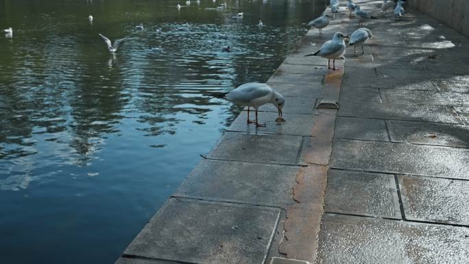 【正版素材】翠湖海鸥红嘴鸥昆明9895