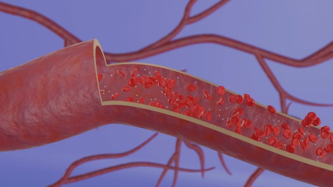 血管剖面血细胞三维流动