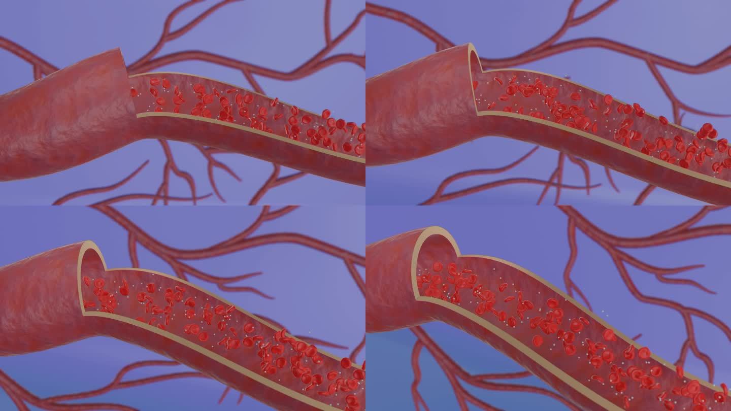 血管剖面血细胞三维流动