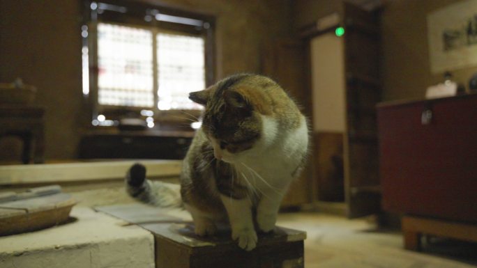 猫坐在复古老旧房屋张望好奇回忆场景年代感