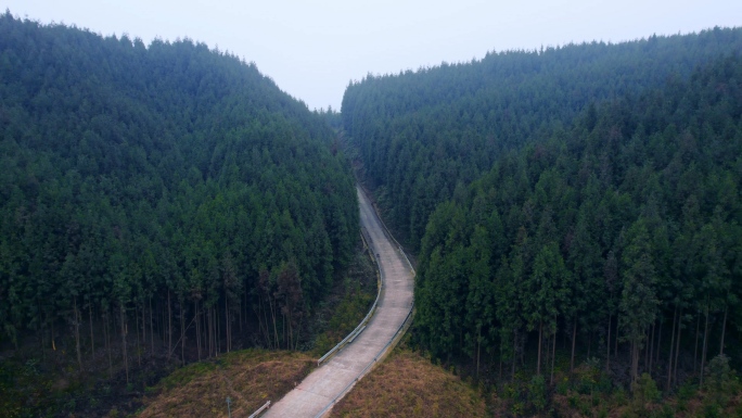 树林森林道路