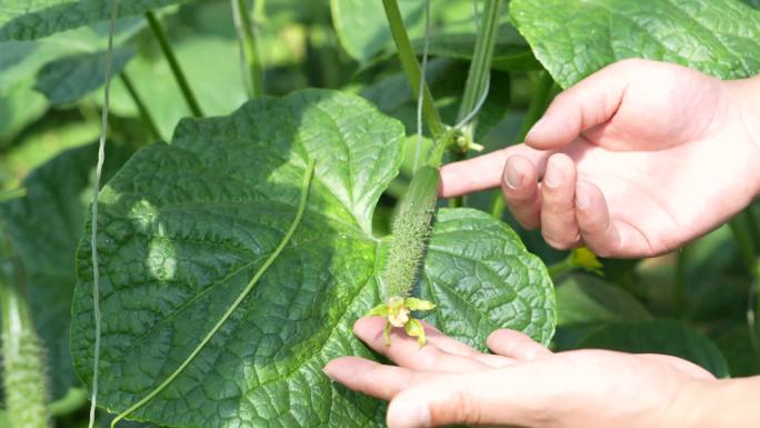 4k蔬菜大棚农业植物黄瓜素材多片段