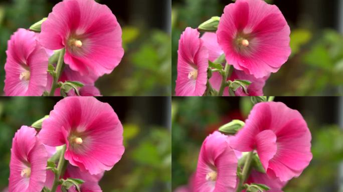 花园里的粉色Alcea，靠近点