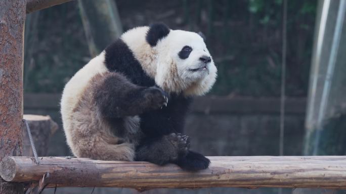 树桩上的大熊猫
