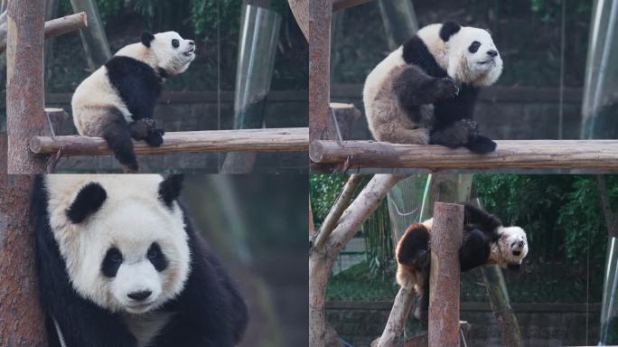 树桩上的大熊猫
