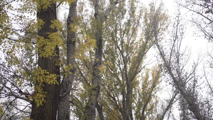 满是落叶的甬道秋天的树林