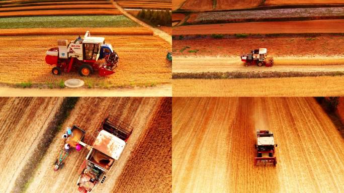 麦子丰收、麦子收割航拍视频合集