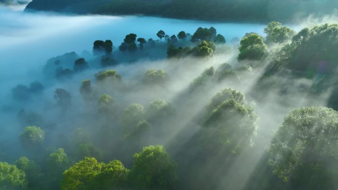 航拍云雾缭绕的茶山