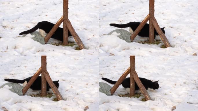猫冬季在雪地捕猎出击瞬间