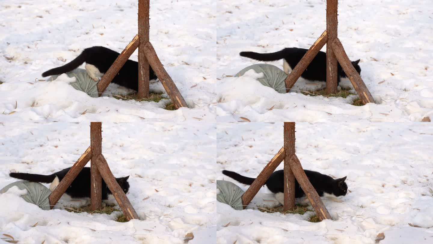 猫冬季在雪地捕猎出击瞬间