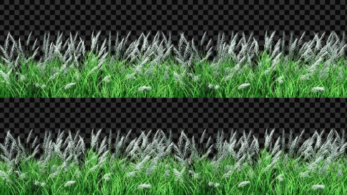 麦子芦苇草生长动画-带透明通道
