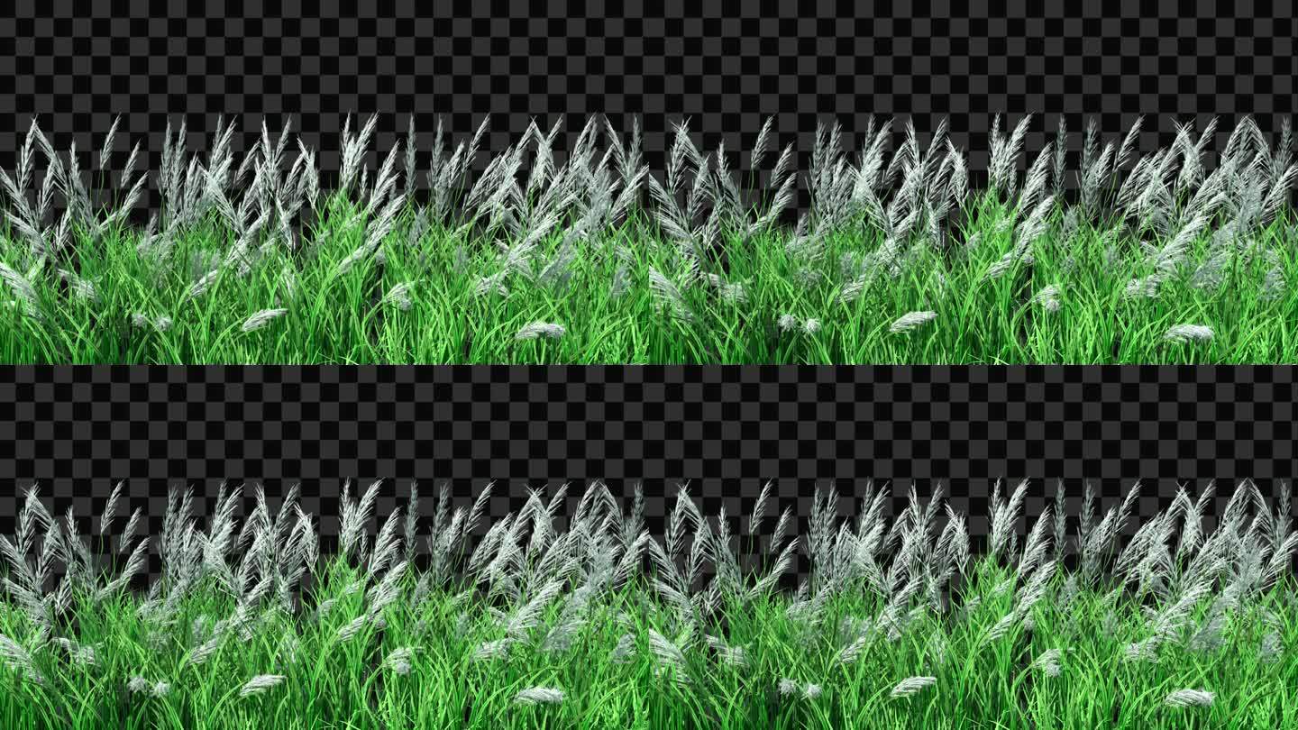 麦子芦苇草生长动画-带透明通道
