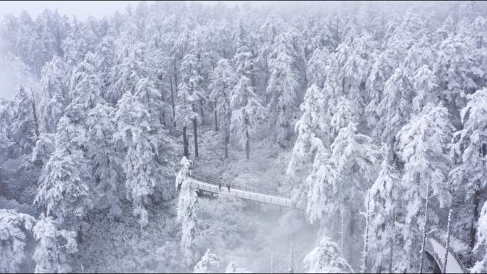 冬天大雪纷飞下雪暴雪森林雪景