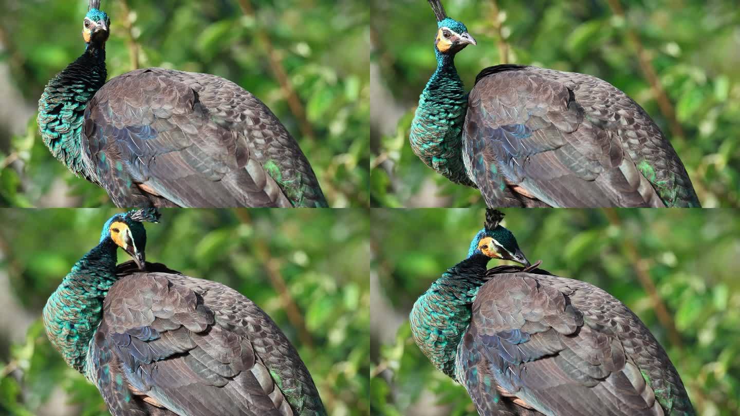 梳理羽毛的绿孔雀