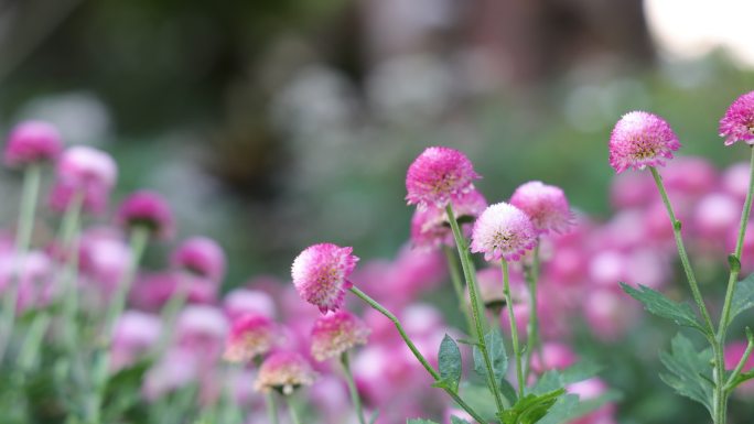 菊花-菊花展-园林艺术