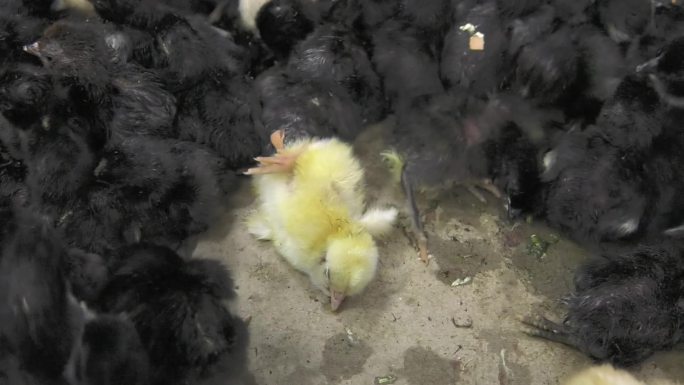 孵化的雏鸡 淘汰鸡苗 病弱雏鸡 肛门白痢