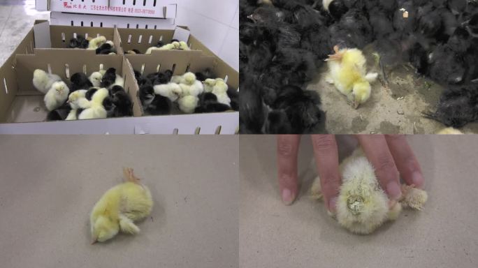 孵化的雏鸡 淘汰鸡苗 病弱雏鸡 肛门白痢