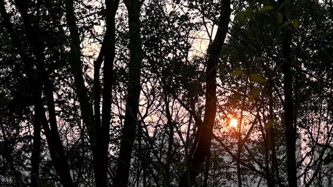 落日阳光透过树林，冷清伤感意境