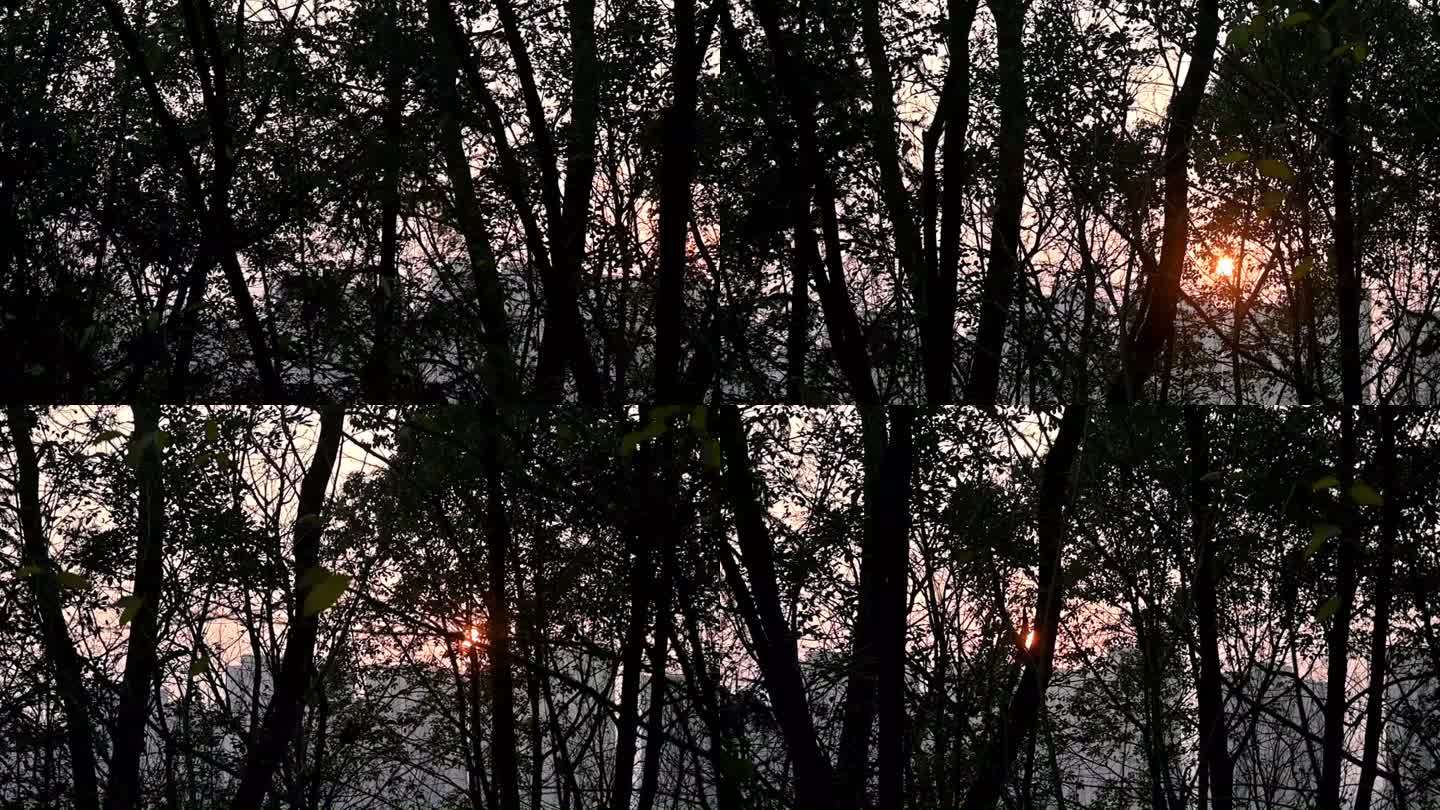 落日阳光透过树林，冷清伤感意境