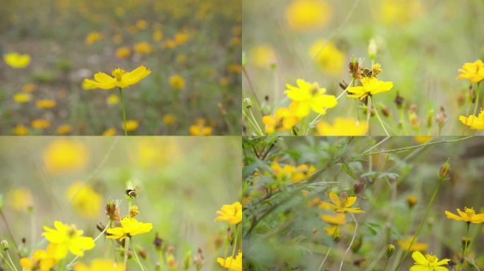 野花 黄花 蜜蜂采蜜