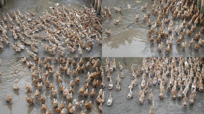 养殖场里一群鸭子