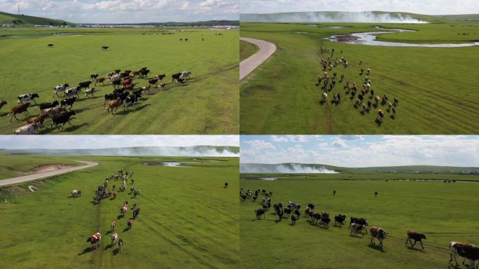 马群 羊群 内蒙古草原 牛群 草原