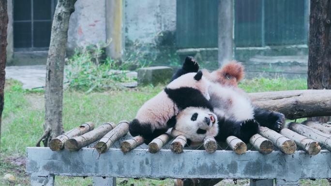 可爱熊猫幼崽宝宝和母亲