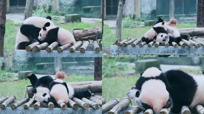 可爱熊猫幼崽宝宝和母亲