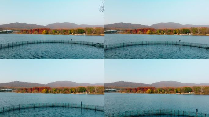 南京中山植物园前湖公园秋色