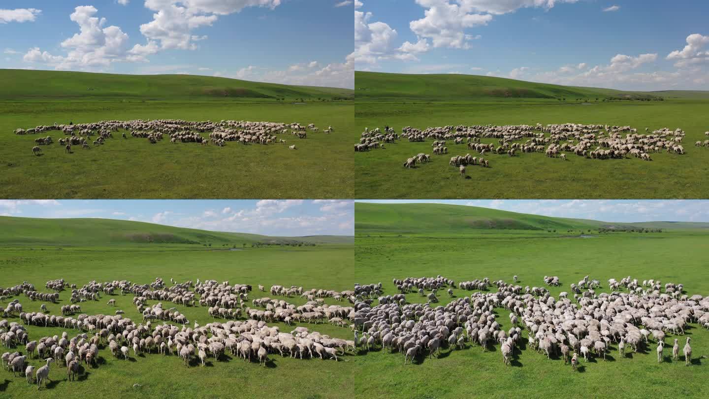 羊群 内蒙古草原 内蒙古 草原