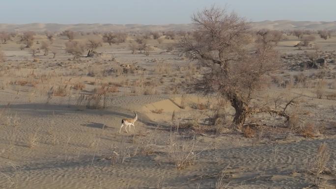 新疆塔克拉玛干沙漠野生动物黄羊鹅喉羚