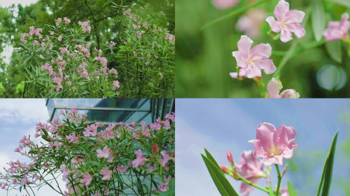 夹竹桃 花卉 夹竹桃花 柳叶桃花 竹桃花