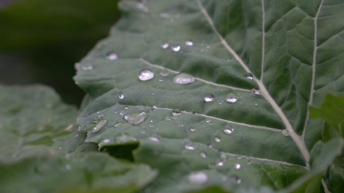 水珠 菜叶上的水珠